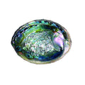 Green Abalone Shell - 6 to 7 Inch