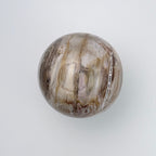 Petrified Wood